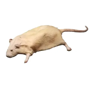 Anatomy Lab Rat Specimen for Dissection, for Biology Classrooms, 7-9 inches Double Injection, Vacuum Pack of 10