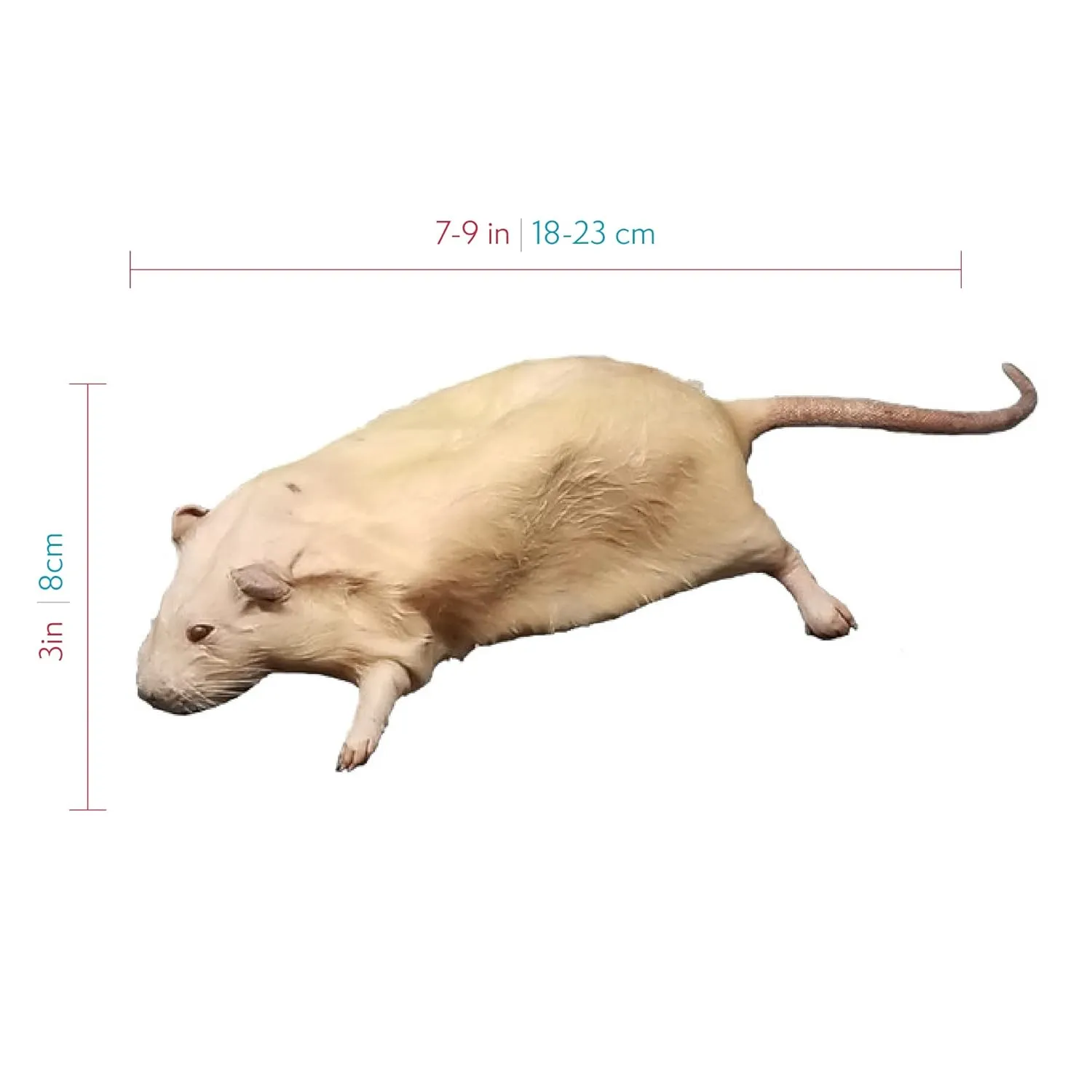 Anatomy Lab Rat Specimen for Dissection, for Biology Classrooms, 7-9 inches Double Injection, Vacuum Pack of 10