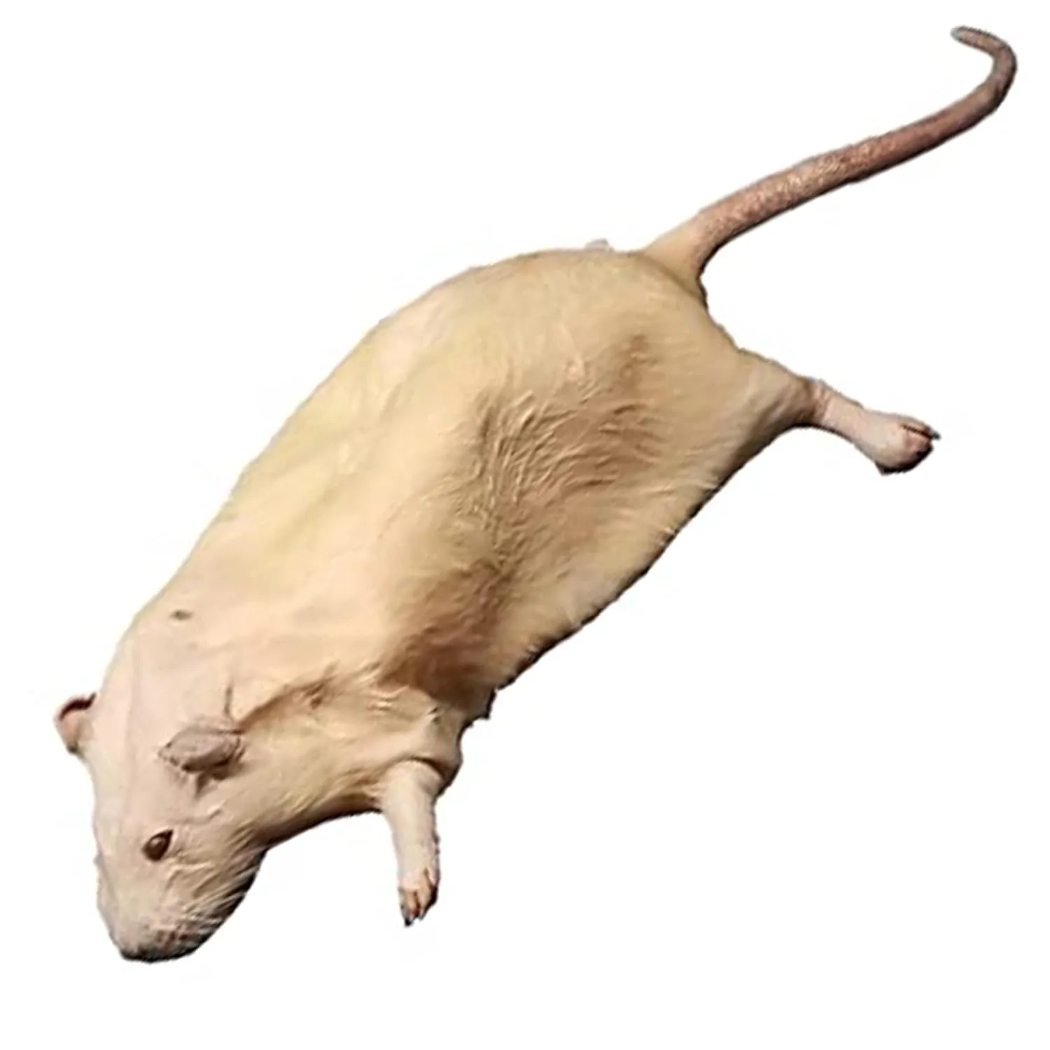 Anatomy Lab Rat Specimen for Dissection, for Biology Classrooms, 7-9 inches Double Injection, Vacuum Pack of 10
